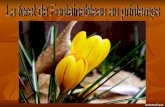 Foret De Fontainebleau Svetik