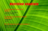 Nutrition végétale