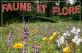Faune Et Flore J50