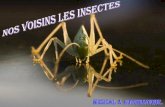 Nos Voisins Les Insectes