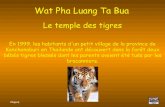 Tigres Bouddhistes