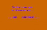 07 Le Chameau