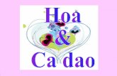 Hoa & Ca Dao