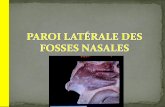 Fosses nasales paroi latérale