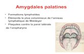 Amygdales palatines