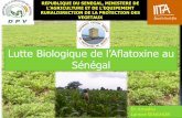 Lutte biologique de l’aflatoxine au sénégal