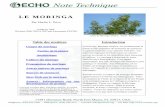 Moringa oleifera arbre_tropical_usages_multiples