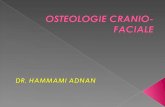 Osteologie cranio faciale