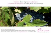 Histoire de la viticulture en Luberon par le domaine viticole bio Orgâmic