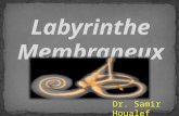 Labyrinthe membraneux