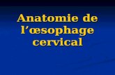 OEsophage cervical