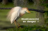 Biodiversit- En Danger
