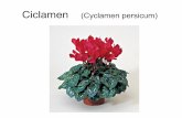 Ciclamen (Cyclamen Persicum)