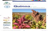 Descripteurs pour le quinoa et ses espèces sauvages : Traduction Lunarmonia