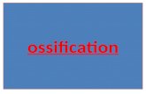 05 Ossification