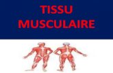 Tissu Musculaire