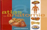 Atlas  Anatomie