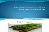 Roberto Enrique Rincón, plantas depurativas.pptx