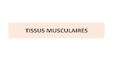 3eme Type Tissus Musculaires