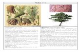 Agronomie Manuel - 60 fiches technique d'arbres et d'arbustes méditerranéen