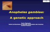 Anopheles gambiae: A genetic approach Karin Eiglmeier Unité de Biochimie et Biologie Moléculaire des Insectes Institut Pasteur.