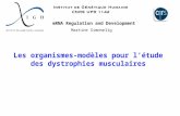 Les organismes-modèles pour l’étude des dystrophies musculaires mRNA Regulation and Development Martine Simonelig.