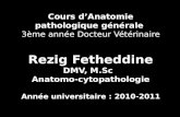 Cours d’Anatomie pathologique générale 3ème  année Docteur Vétérinaire Rezig Fetheddine DMV, M.Sc