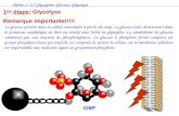Partie 1: 1.3 Glycog¨ne, Glucose, Glycolyse