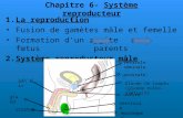 Chapitre 6-  Système reproducteur