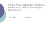 Notes 7: La respiration cellulaire.  Partie 3: La chaîne de transport d’électrons