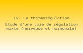 IV- La thermorégulation Etude d’une voie de régulation mixte (nerveuse et hormonale)