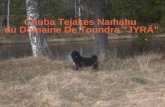 Chuba Tejakes Namahu  du Domaine De Toundra ”JYRÄ”