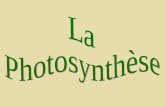 La Photosynthèse