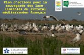 Plan d’actions pour la sauvegarde des laro-limicoles du littoral méditerranéen français