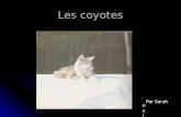 Les coyotes