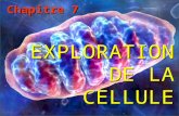EXPLORATION DE LA CELLULE