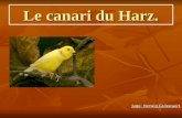 Le canari du Harz.