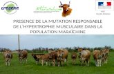 PRESENCE DE LA MUTATION RESPONSABLE DE L’HYPERTROPHIE MUSCULAIRE DANS LA POPULATION MARAÎCHINE