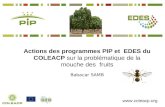 Actions des programmes PIP et  EDES du COLEACP  sur la problématique de la mouche des  fruits