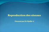 Reproduction des oiseaux Présenté par Dr  Djeffal  .S