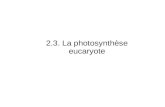 2.3. La photosynthèse eucaryote