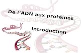 De l’ADN aux protéines
