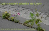Les trottoirs plantés de Lyon