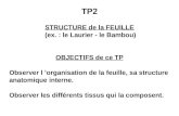 TP2 STRUCTURE de la FEUILLE  (ex. : le Laurier - le Bambou) OBJECTIFS de ce TP