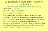 Le fonctionnement d’un neurone. Chapitre 5.2 youtube/watch?v=JQEiux-AOzs