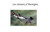 Les oiseaux d’Auvergne