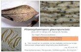 Phaeosphaeriopsis glaucopunctata (Grev.) M.P.S. Câmara, M.E. Palm & A.W. Ramaley