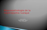 Physiopathologie de la néphropathie lupique