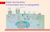Entrée des bactéries  et interactions avec le cytosquelette