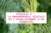 Chapitre 2 :  La morphogénèse végétale et l’établissement d’un phénotype